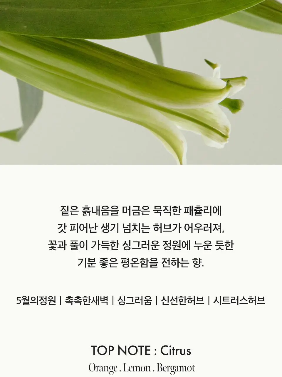 [Gift] 아닐로 오 드 퍼퓸 50ml 8종 택1 상세페이지 14